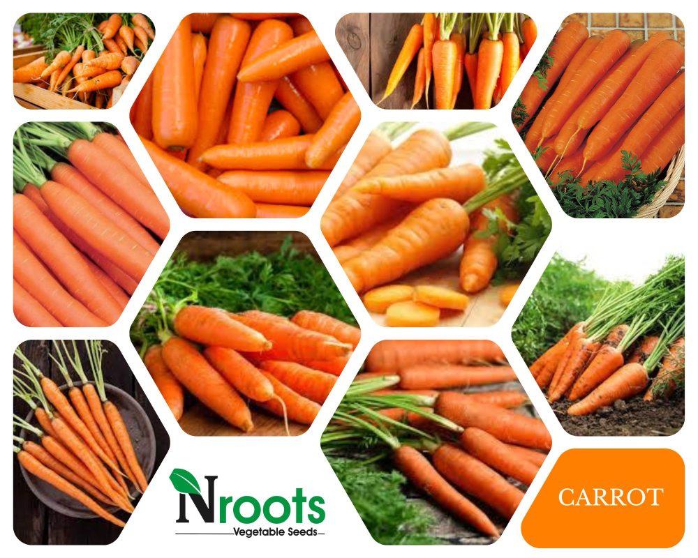 CARROT