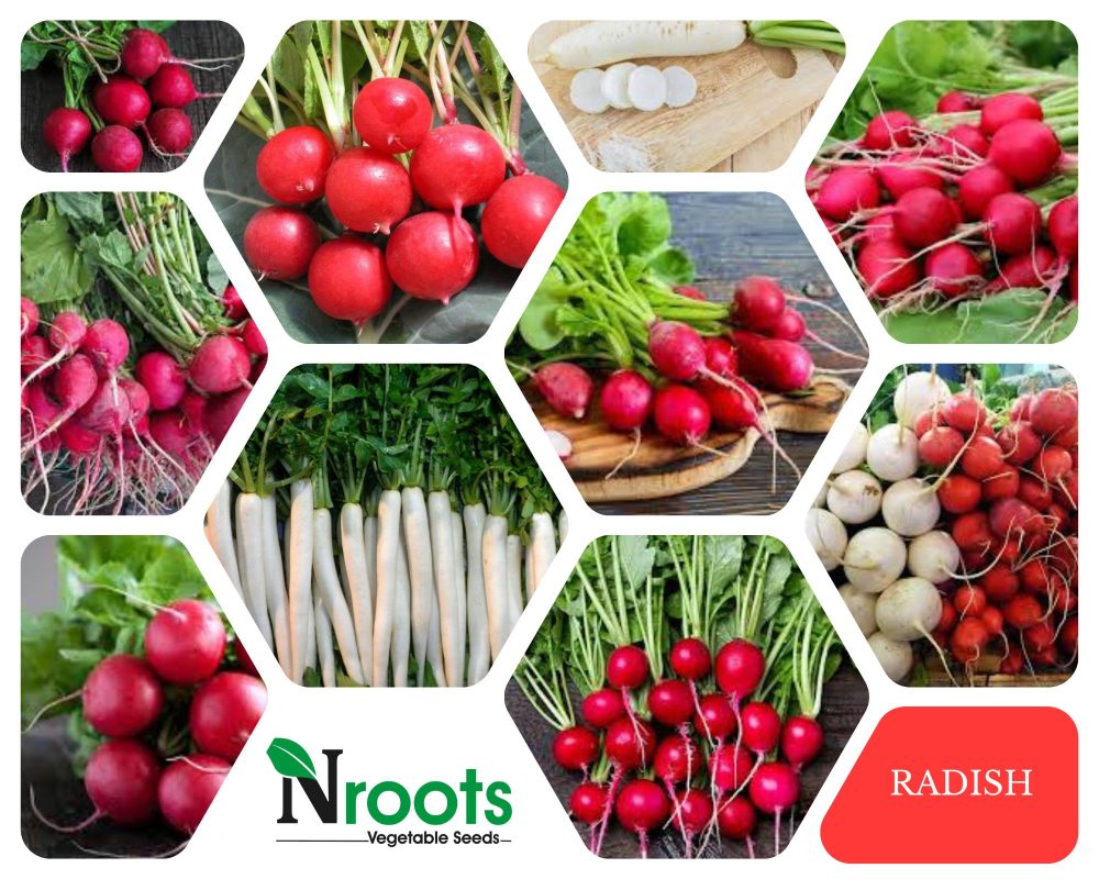 RADISH