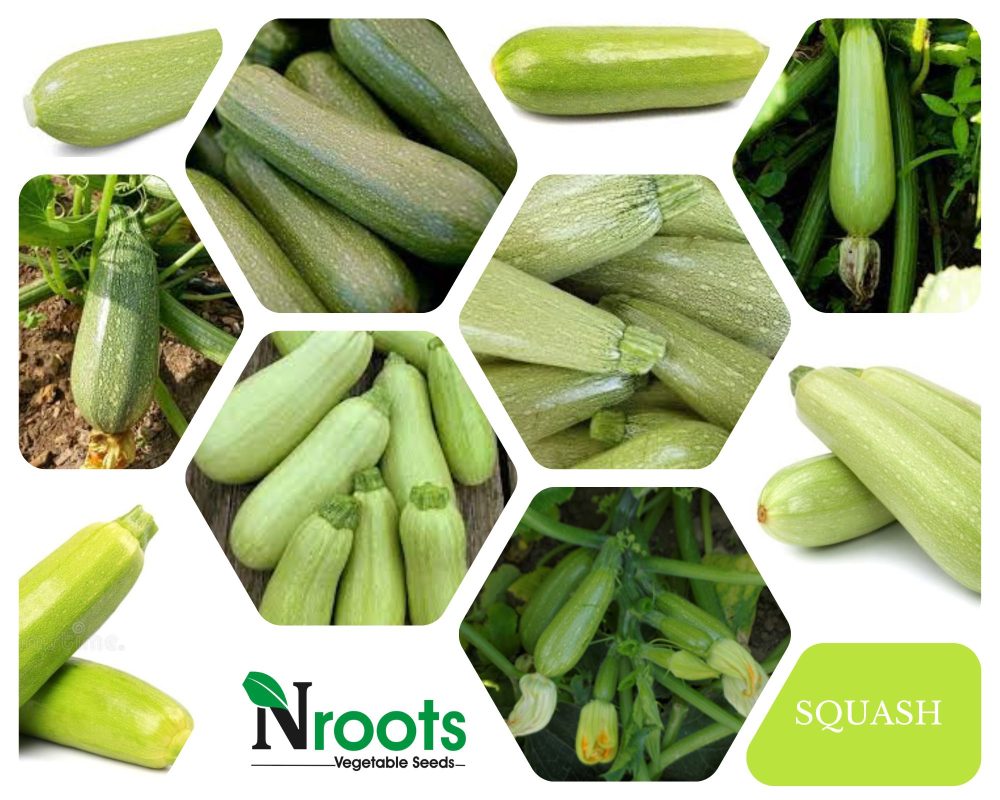 SQUASH