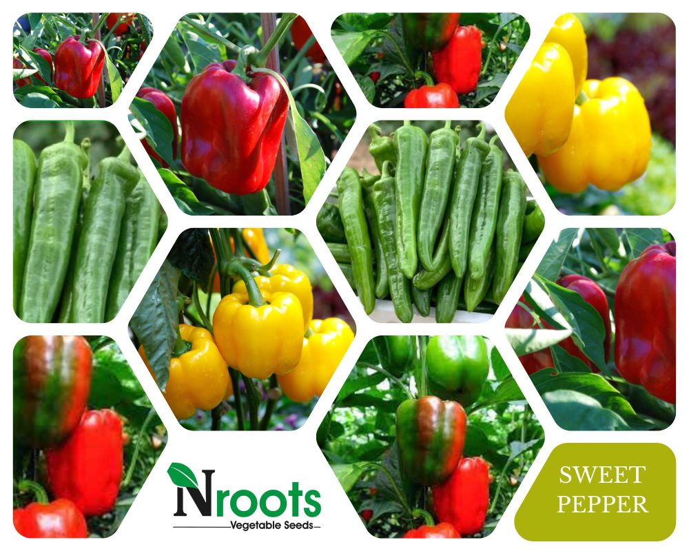 SWEET PEPPER